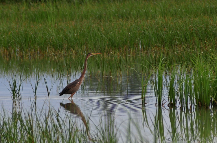 Ardea purpurea / Airone rosso